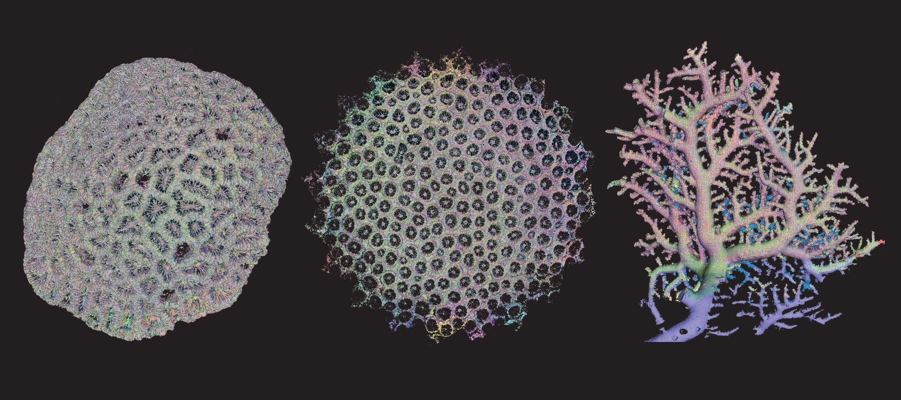 01-taylor-CoralPoster_All